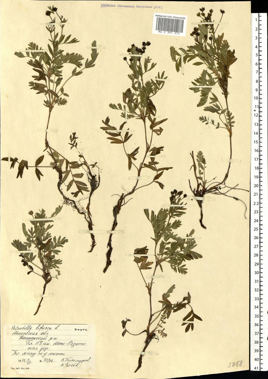 Sibbaldianthe bifurca (L.) Kurtto & T. Erikss., Eastern Europe, Moscow region (E4a) (Russia)