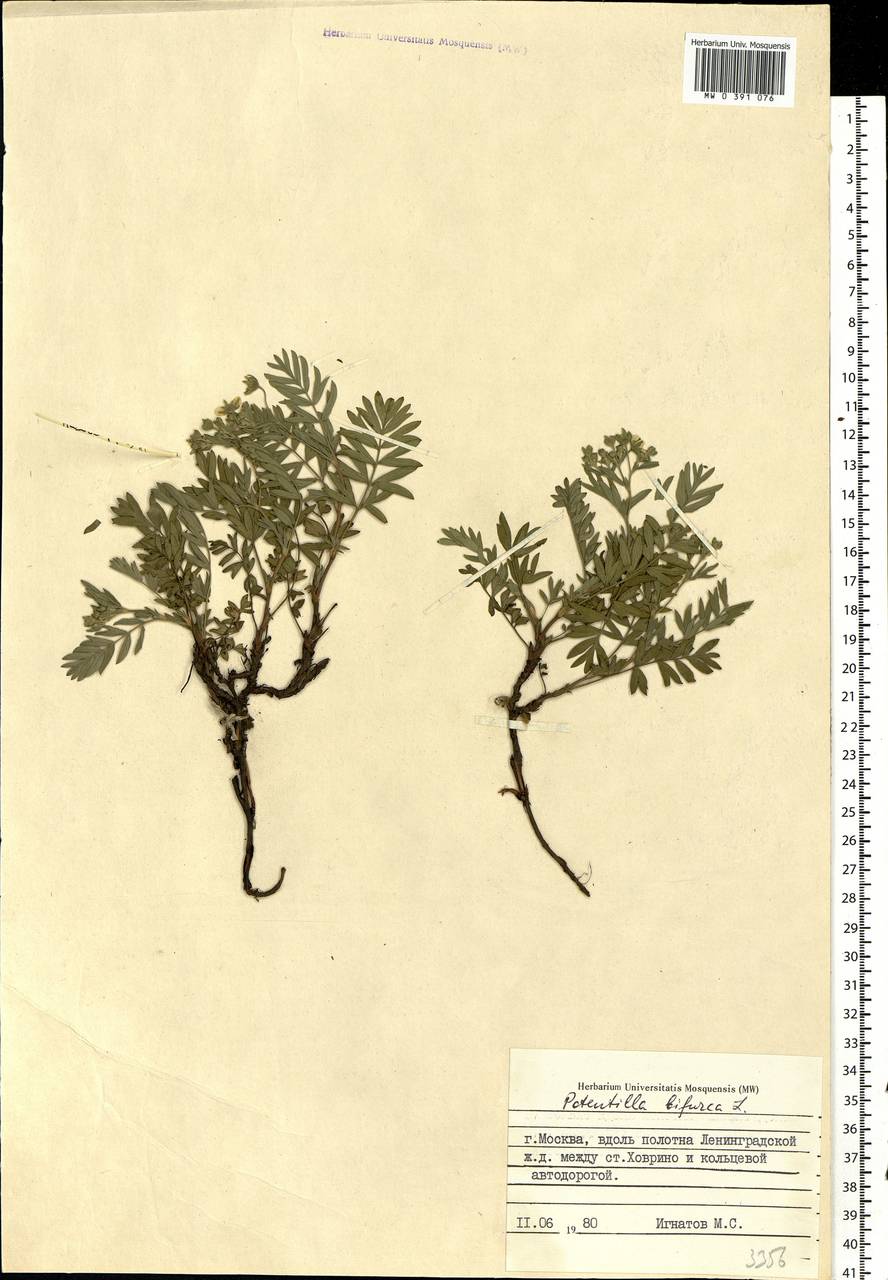 Sibbaldianthe bifurca subsp. bifurca, Eastern Europe, Moscow region (E4a) (Russia)