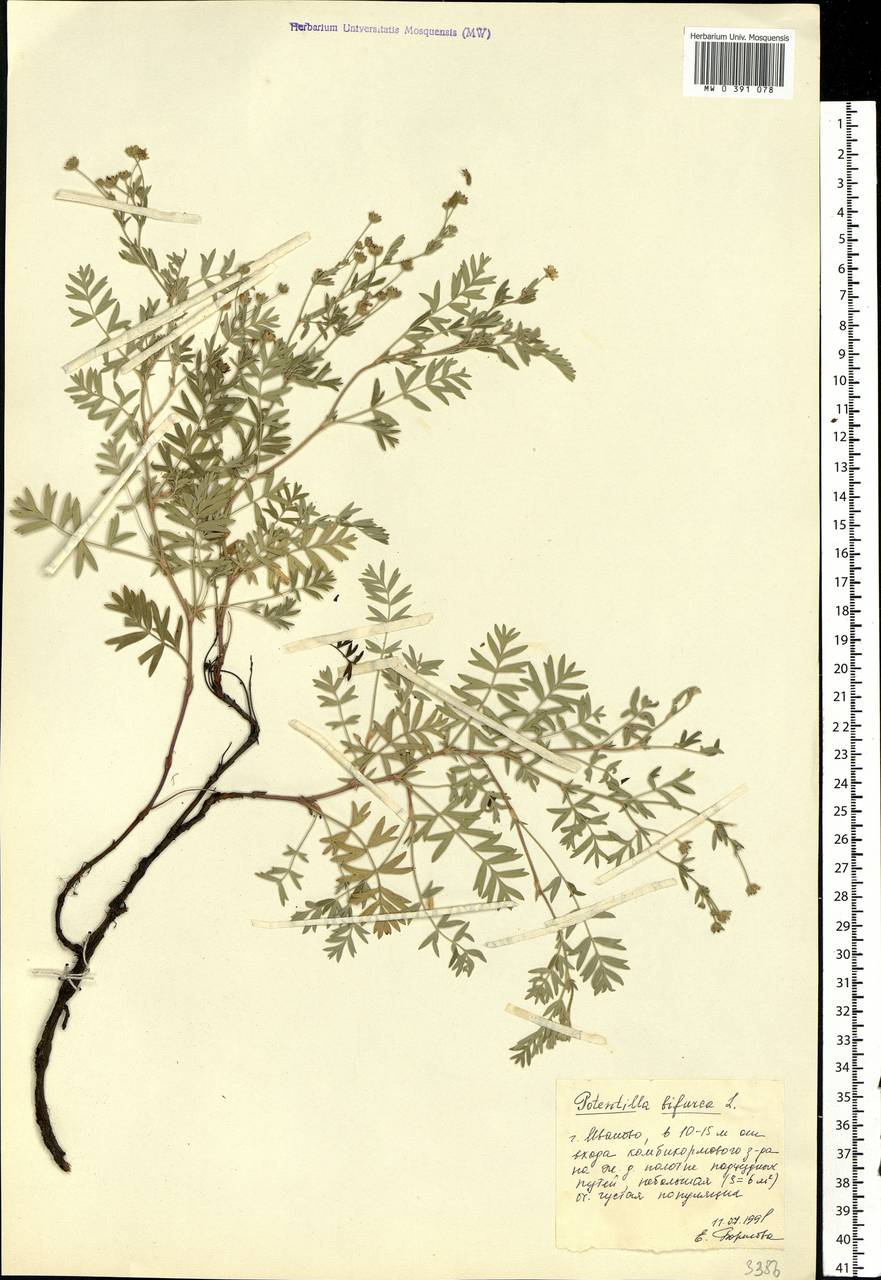 Sibbaldianthe bifurca subsp. bifurca, Eastern Europe, Central forest region (E5) (Russia)