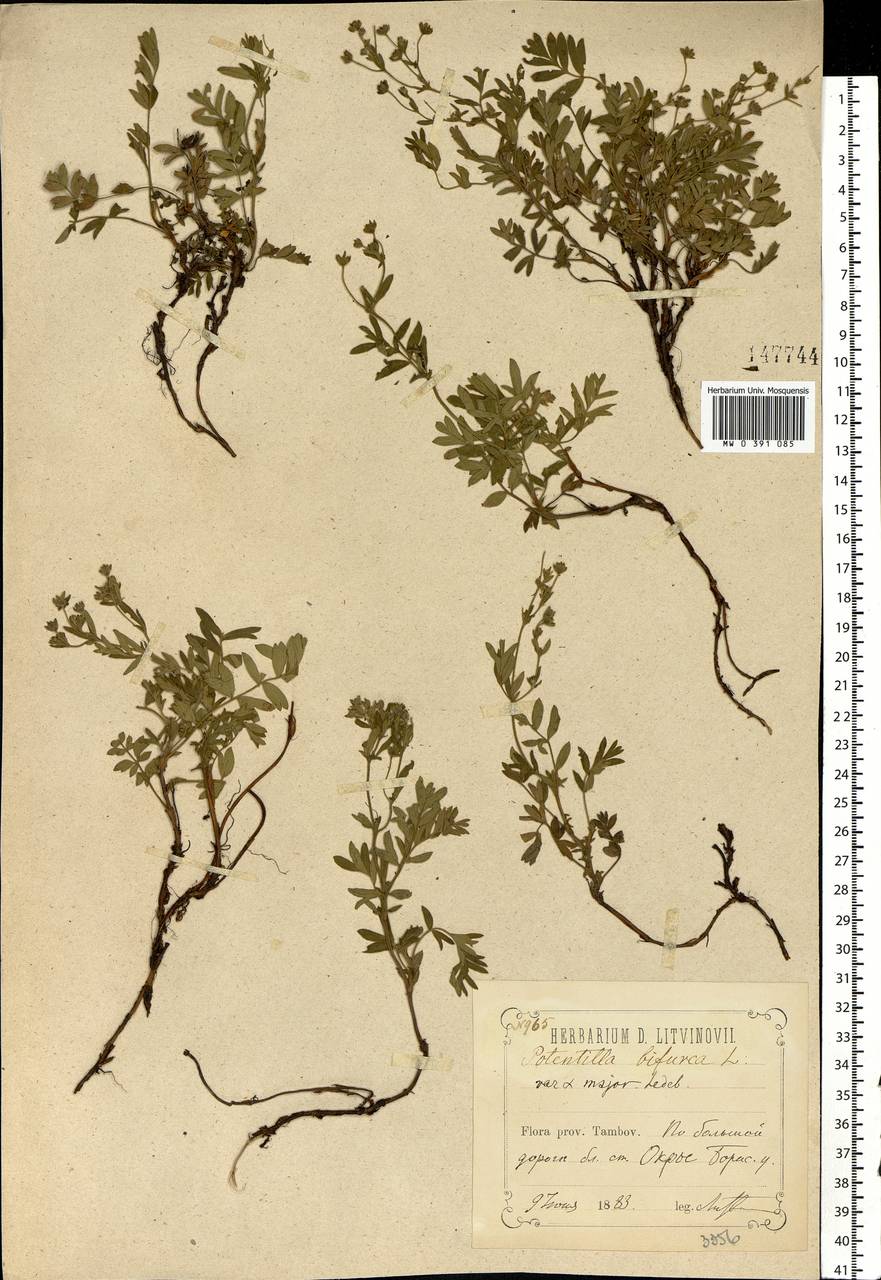 Sibbaldianthe bifurca subsp. bifurca, Eastern Europe, Central forest-and-steppe region (E6) (Russia)