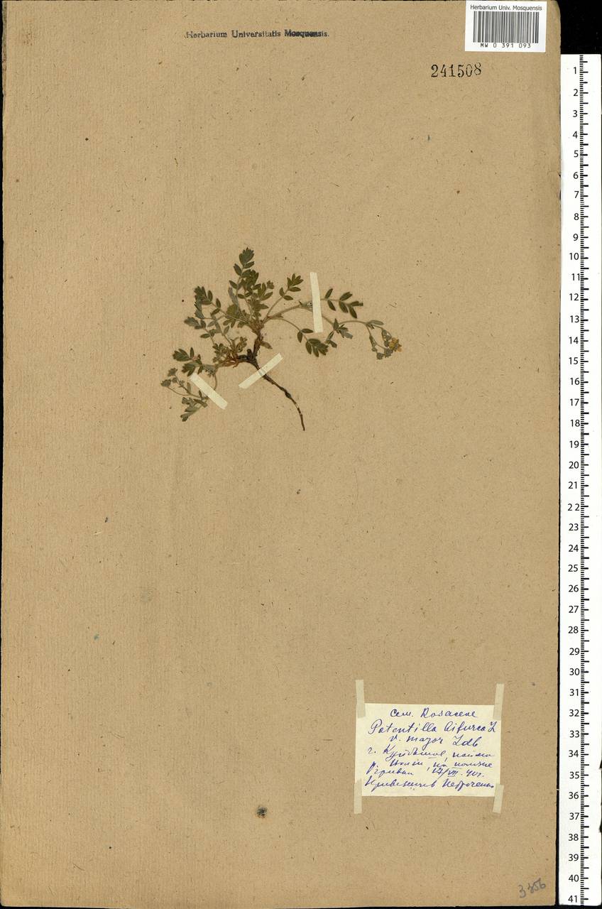 Sibbaldianthe bifurca (L.) Kurtto & T. Erikss., Eastern Europe, Middle Volga region (E8) (Russia)