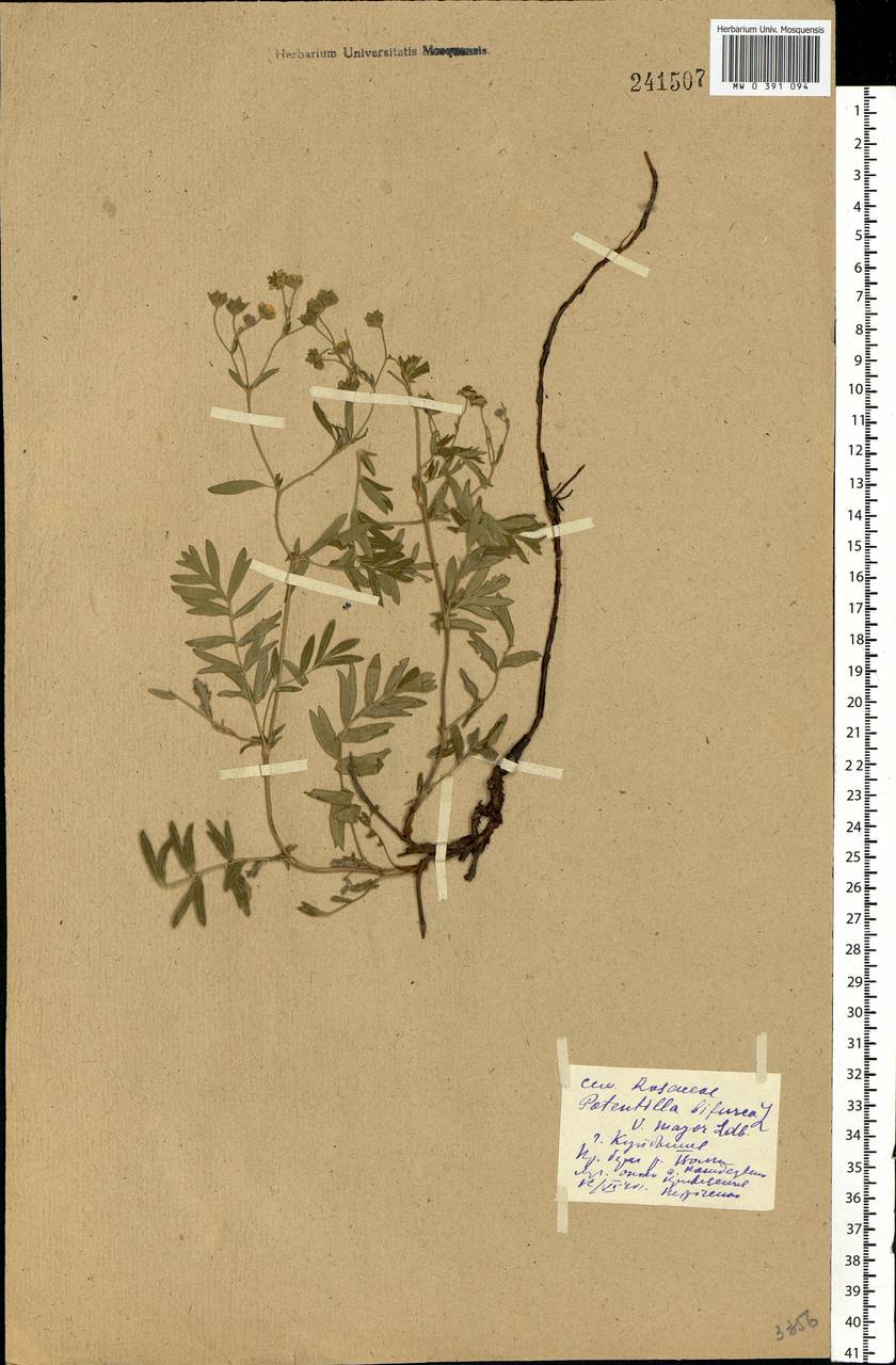 Sibbaldianthe bifurca (L.) Kurtto & T. Erikss., Eastern Europe, Middle Volga region (E8) (Russia)