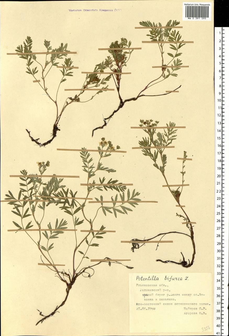 Sibbaldianthe bifurca (L.) Kurtto & T. Erikss., Eastern Europe, Middle Volga region (E8) (Russia)