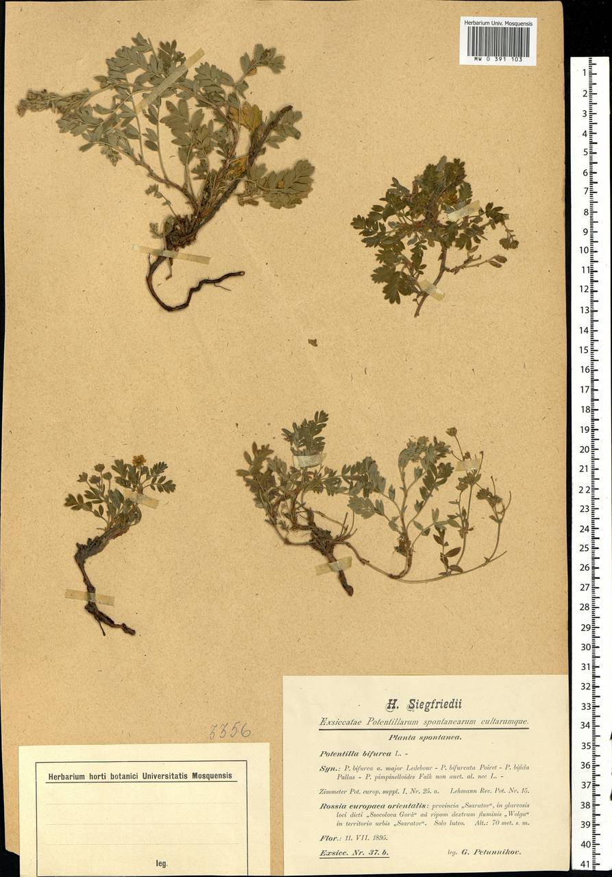 Sibbaldianthe bifurca (L.) Kurtto & T. Erikss., Eastern Europe, Lower Volga region (E9) (Russia)