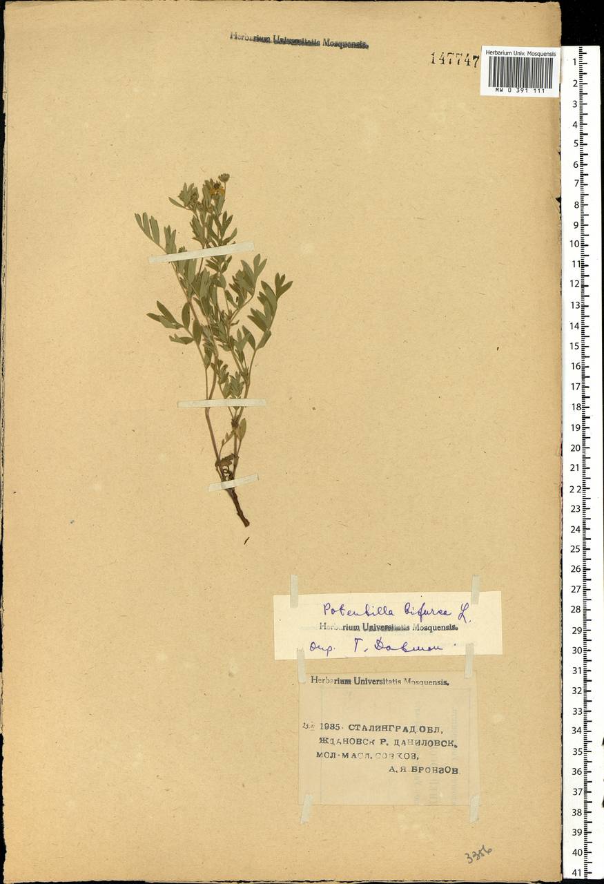 Sibbaldianthe bifurca (L.) Kurtto & T. Erikss., Eastern Europe, Lower Volga region (E9) (Russia)