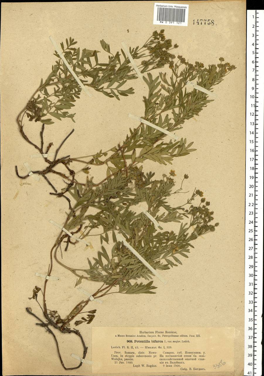Sibbaldianthe bifurca (L.) Kurtto & T. Erikss., Eastern Europe, Lower Volga region (E9) (Russia)