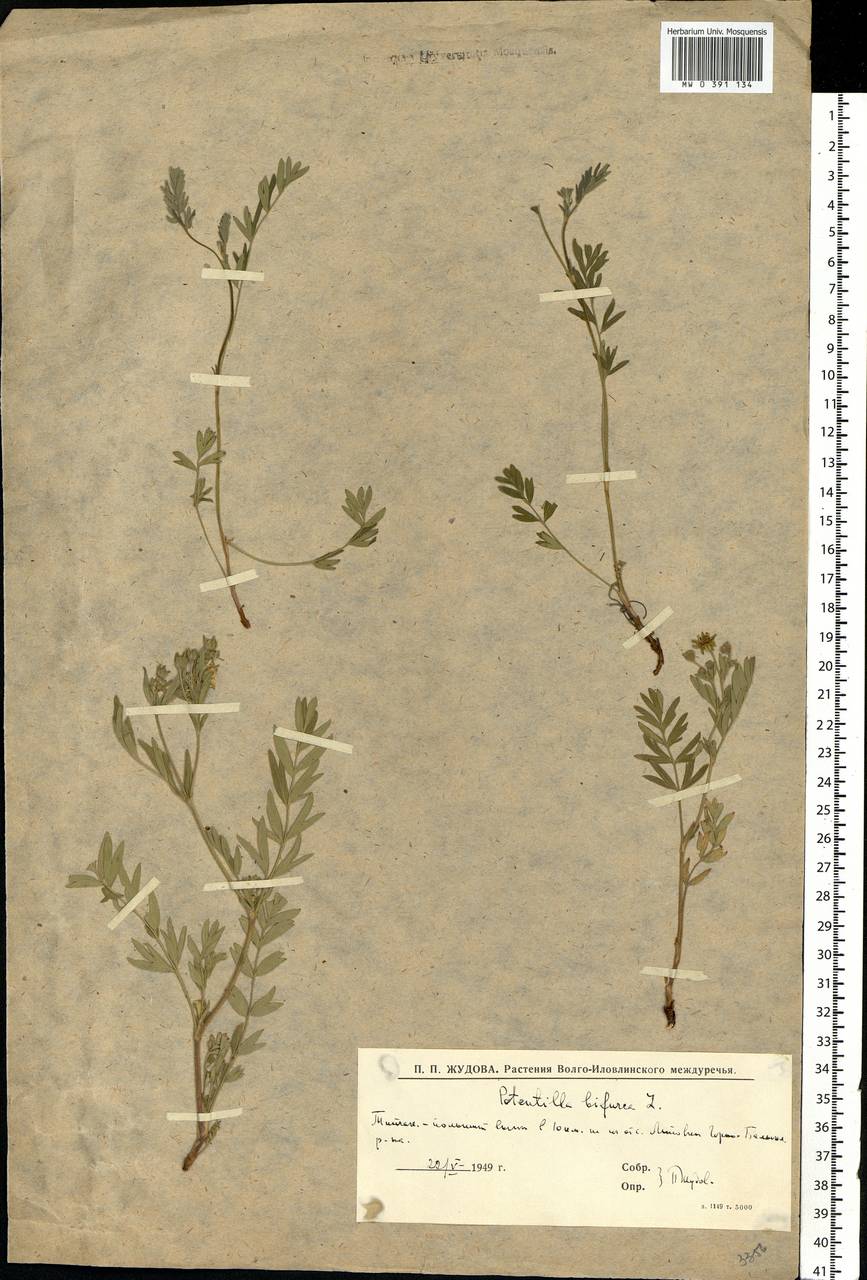 Sibbaldianthe bifurca (L.) Kurtto & T.Erikss., Eastern Europe, Lower Volga region (E9) (Russia)