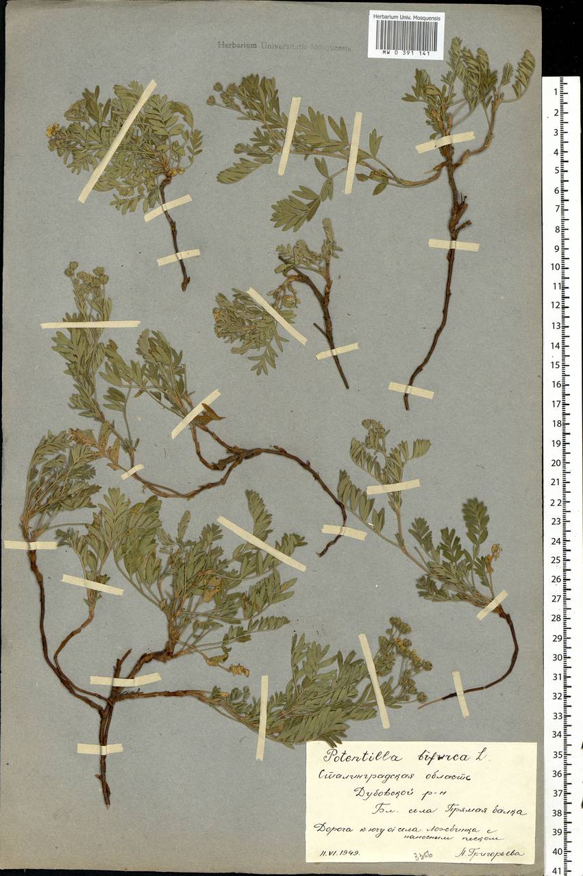 Sibbaldianthe bifurca (L.) Kurtto & T. Erikss., Eastern Europe, Lower Volga region (E9) (Russia)
