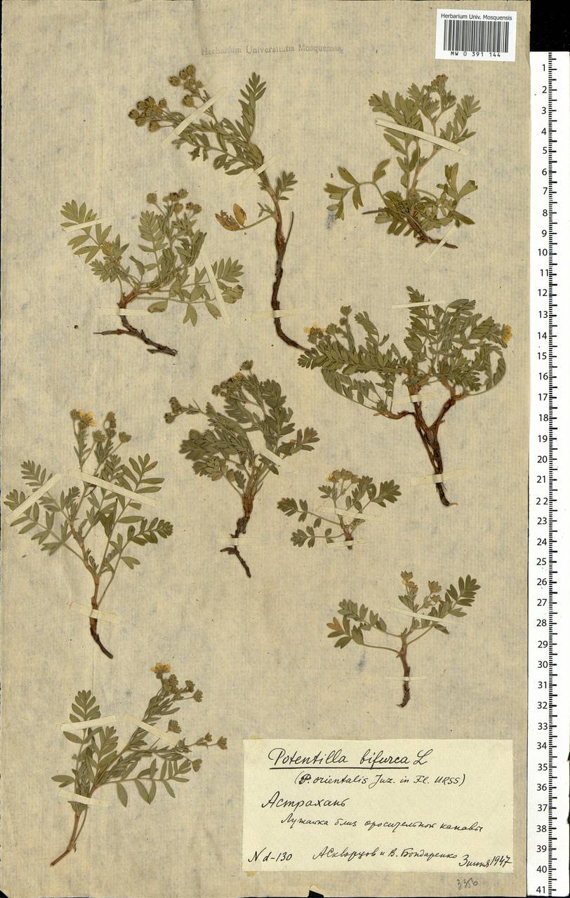 Sibbaldianthe bifurca (L.) Kurtto & T. Erikss., Eastern Europe, Lower Volga region (E9) (Russia)