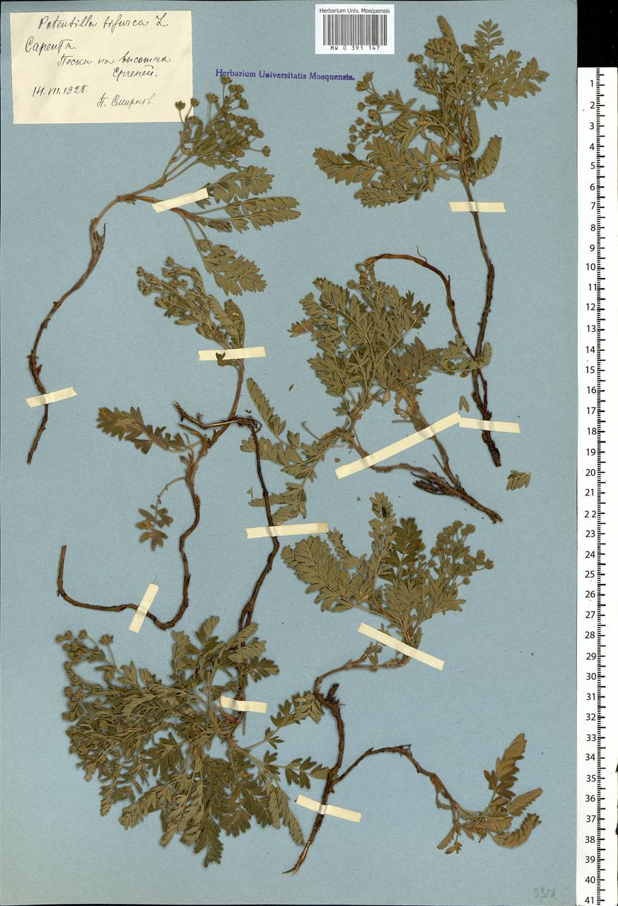 Sibbaldianthe bifurca subsp. bifurca, Eastern Europe, Lower Volga region (E9) (Russia)