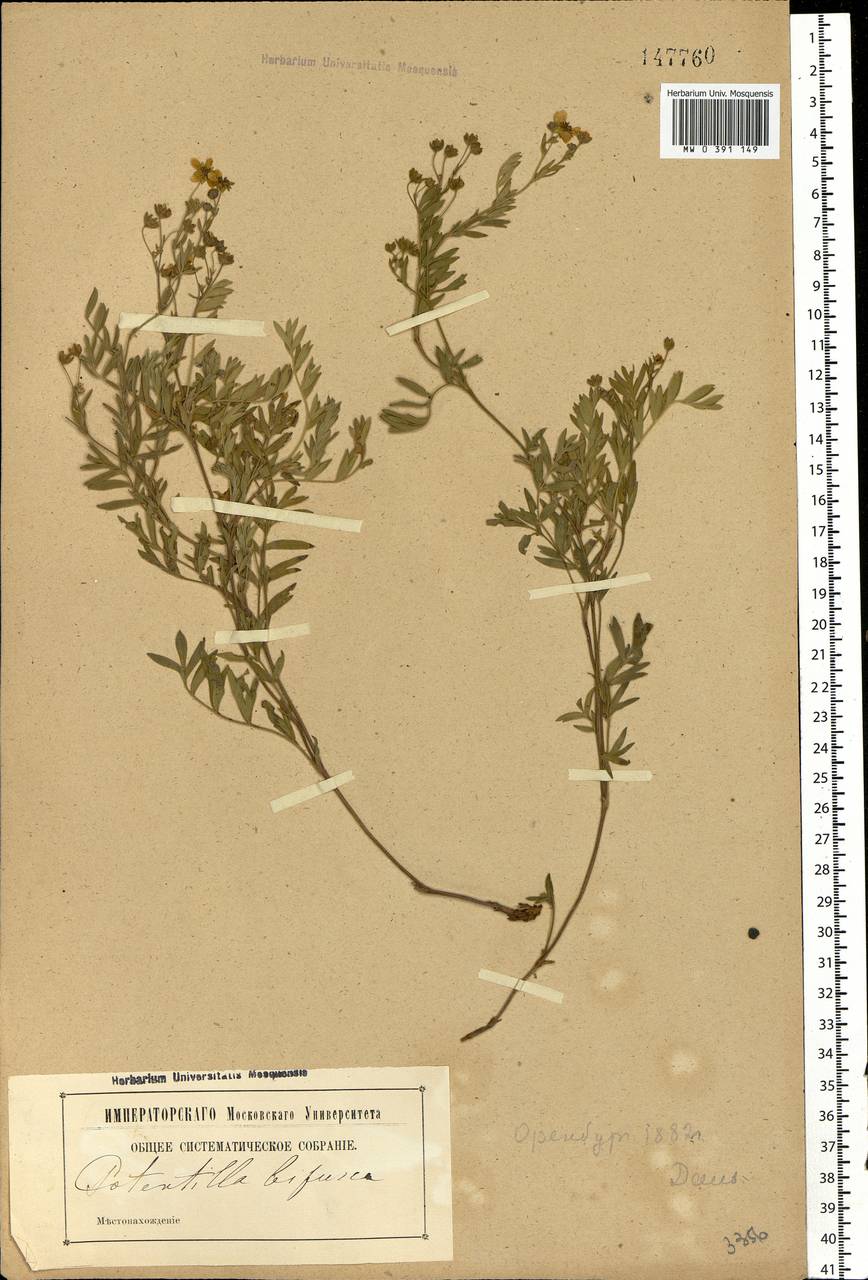 Sibbaldianthe bifurca (L.) Kurtto & T. Erikss., Eastern Europe, Eastern region (E10) (Russia)