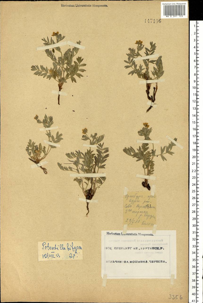 Sibbaldianthe bifurca (L.) Kurtto & T. Erikss., Eastern Europe, Eastern region (E10) (Russia)