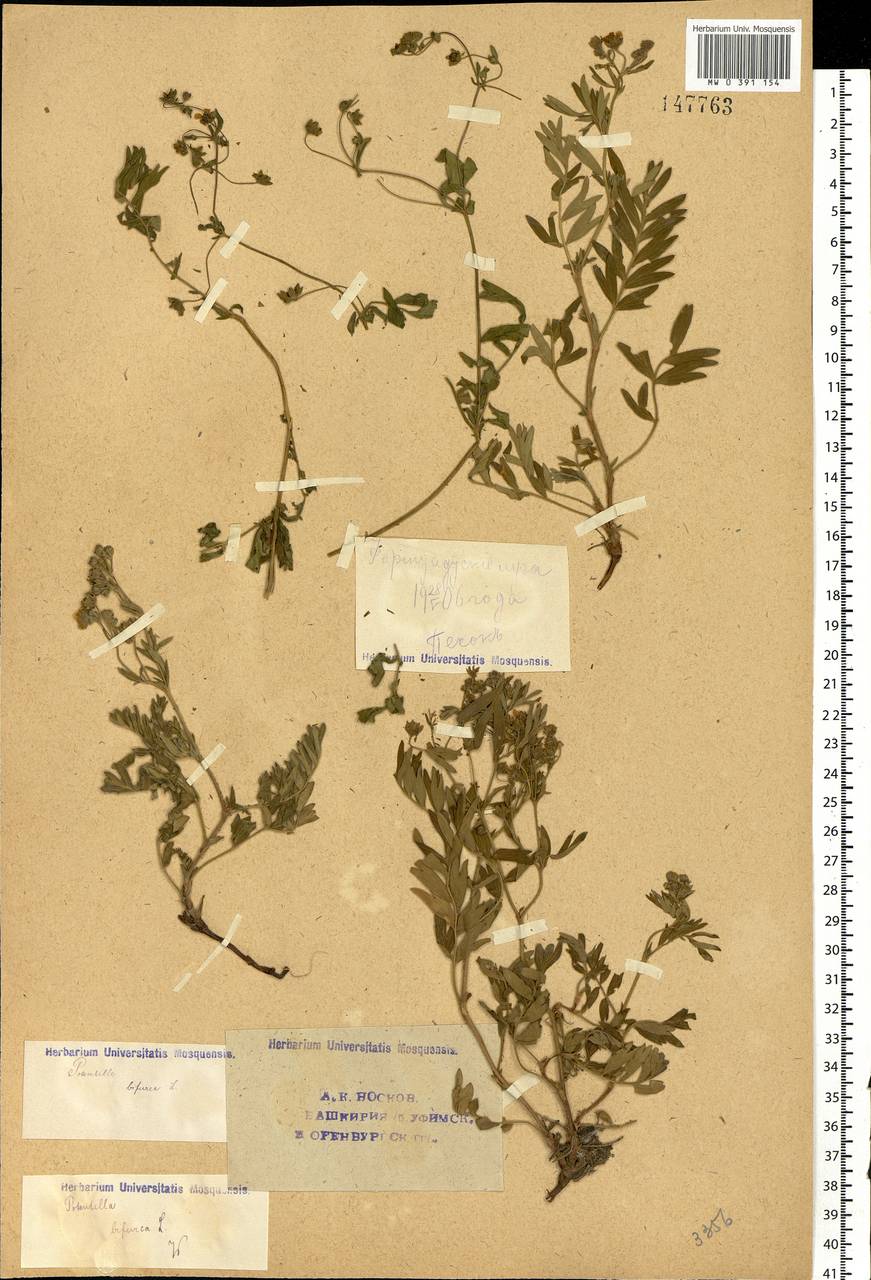 Sibbaldianthe bifurca (L.) Kurtto & T. Erikss., Eastern Europe, Eastern region (E10) (Russia)