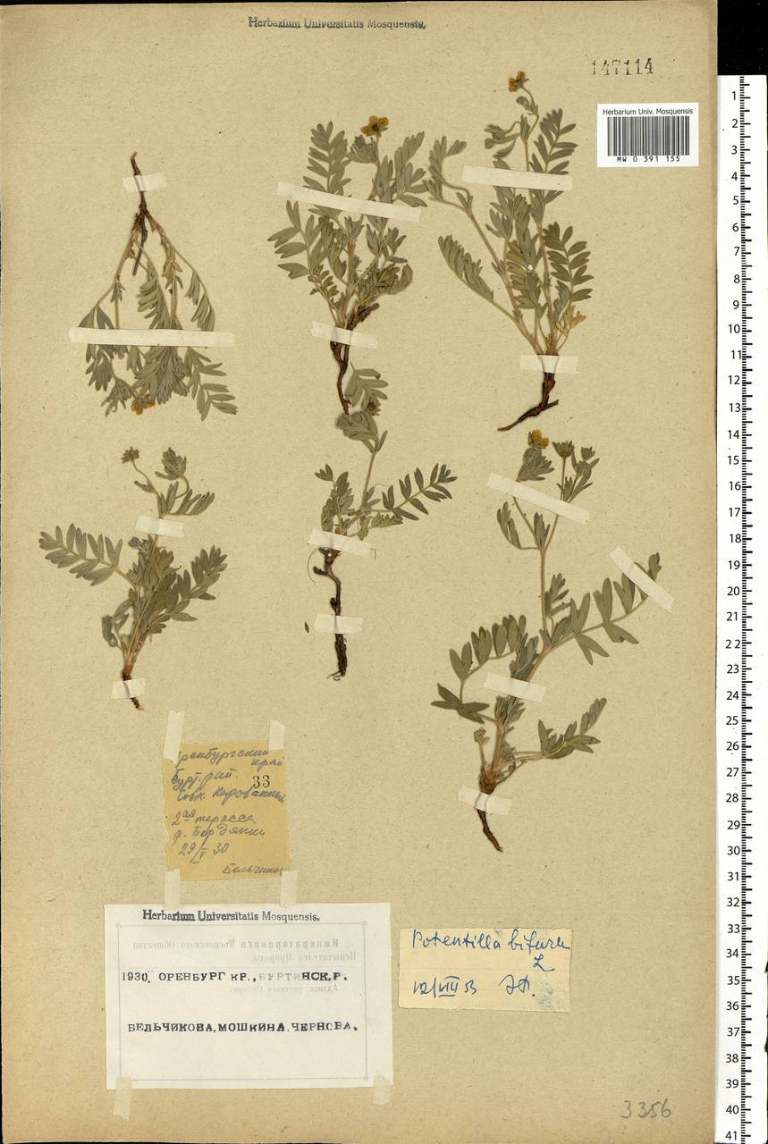 Sibbaldianthe bifurca subsp. bifurca, Eastern Europe, Eastern region (E10) (Russia)