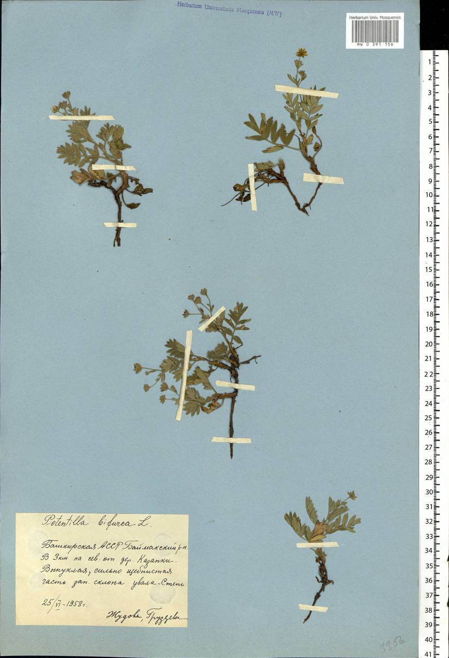 Sibbaldianthe bifurca (L.) Kurtto & T. Erikss., Eastern Europe, Eastern region (E10) (Russia)