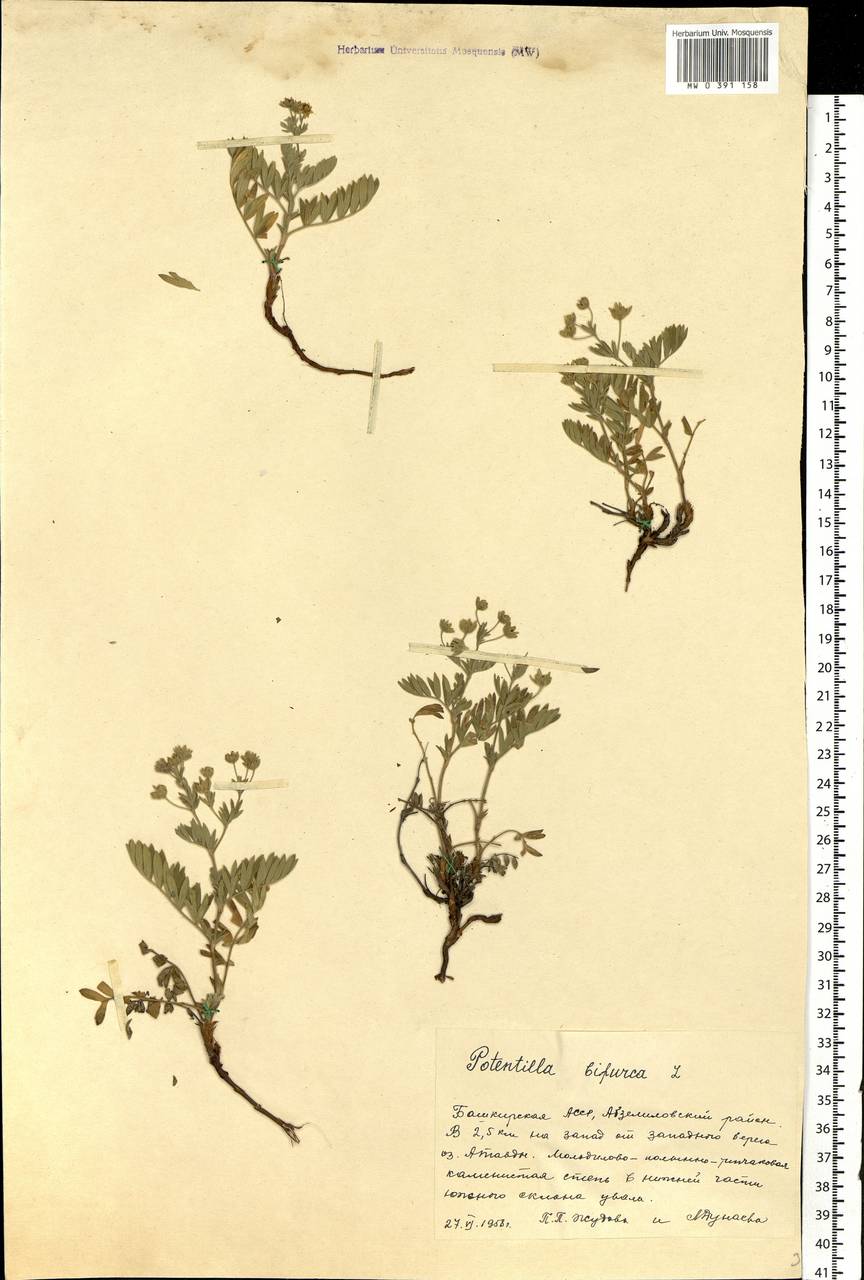 Sibbaldianthe bifurca (L.) Kurtto & T. Erikss., Eastern Europe, Eastern region (E10) (Russia)
