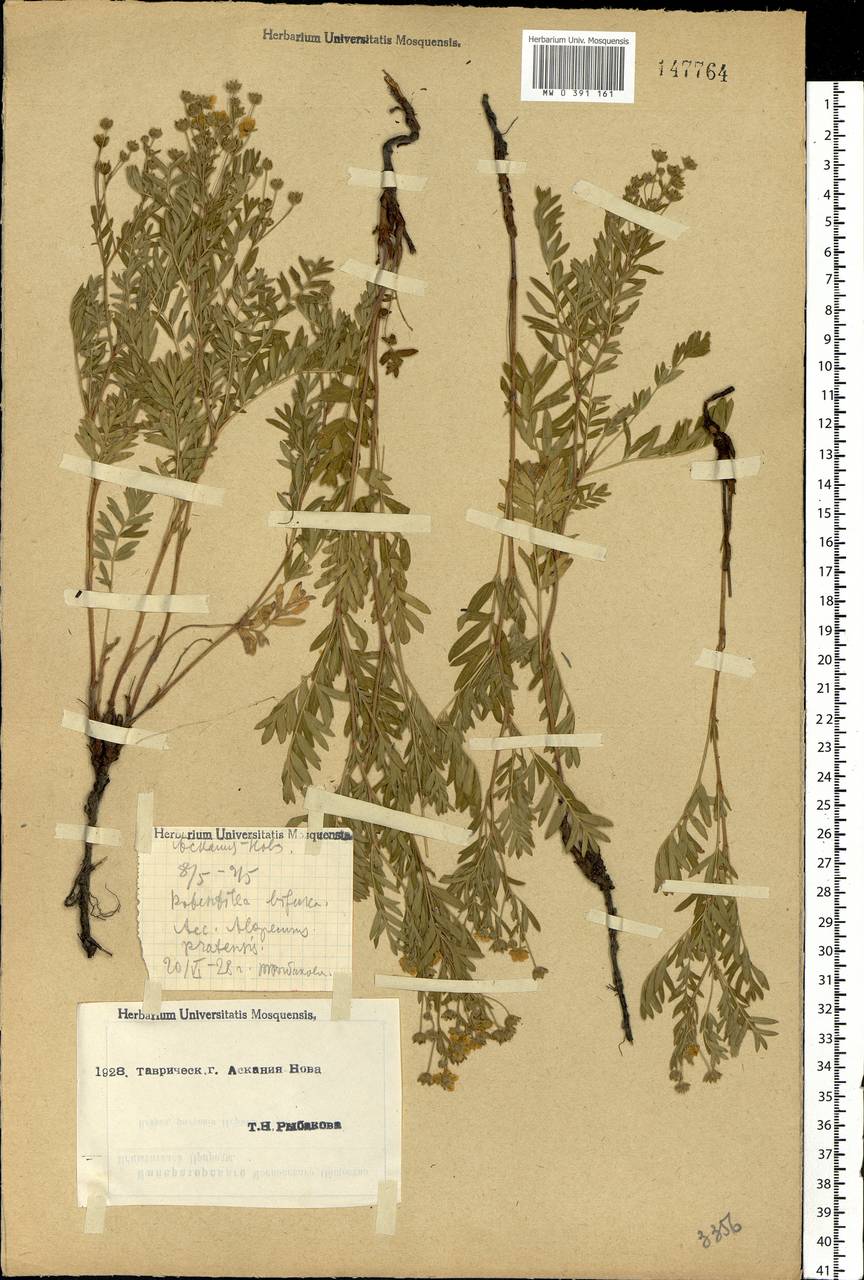 Sibbaldianthe bifurca subsp. bifurca, Eastern Europe, South Ukrainian region (E12) (Ukraine)