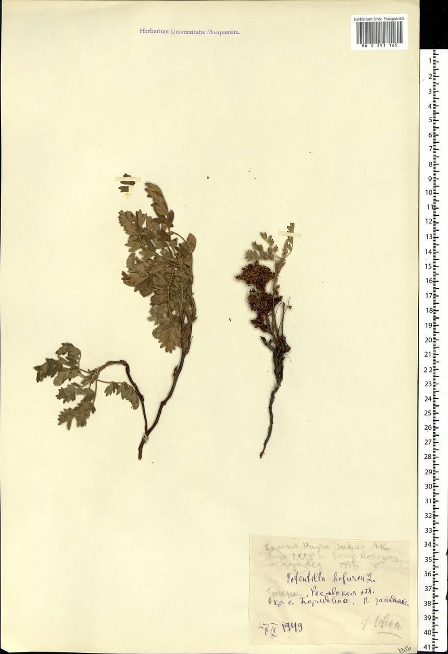 Sibbaldianthe bifurca subsp. bifurca, Eastern Europe, Rostov Oblast (E12a) (Russia)