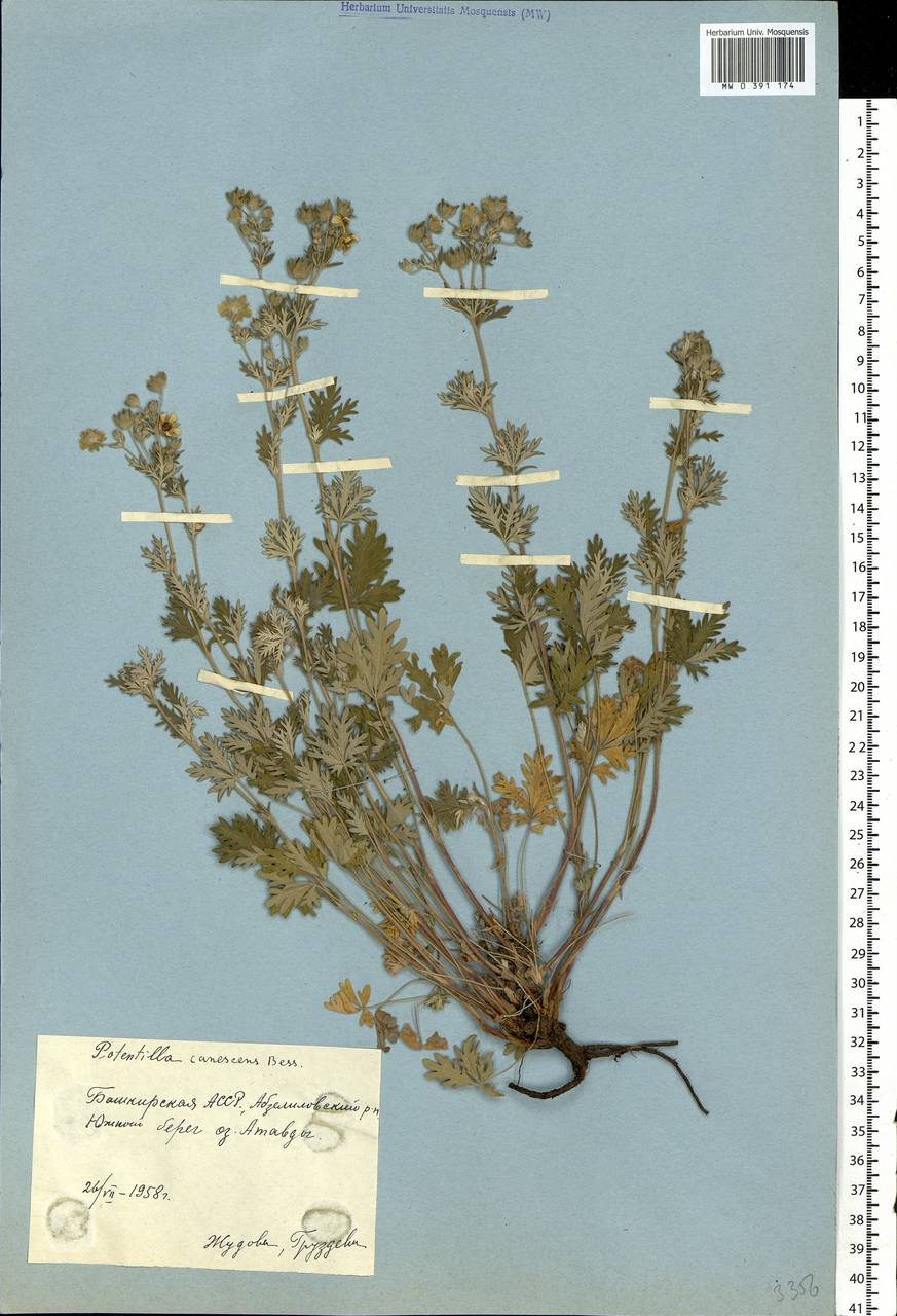 Potentilla inclinata Vill., Eastern Europe, Eastern region (E10) (Russia)