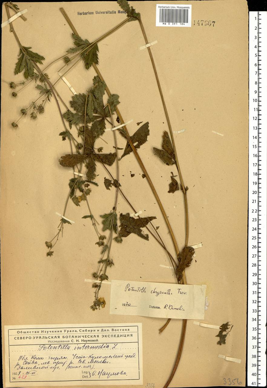 Potentilla chrysantha Trevir., Eastern Europe, Northern region (E1) (Russia)