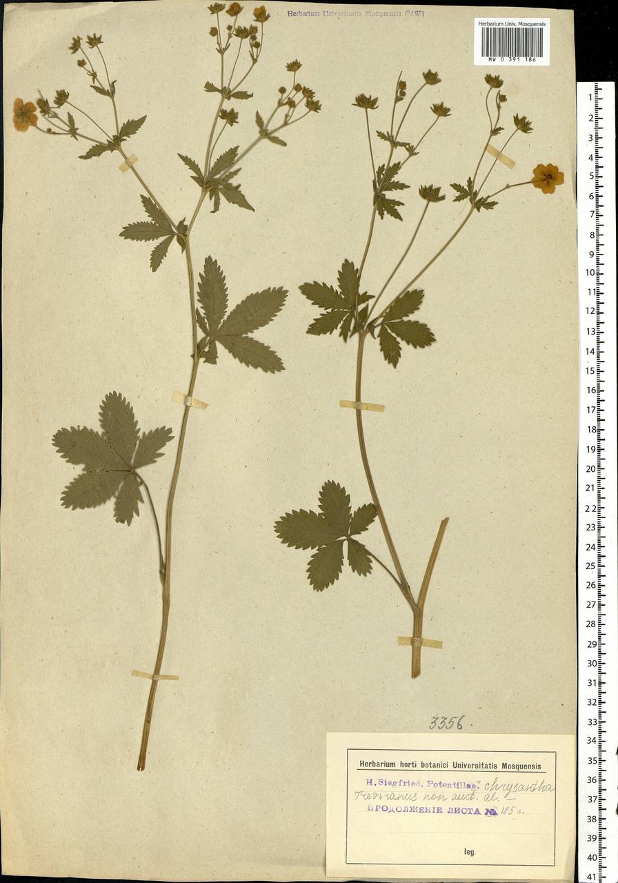Potentilla chrysantha Trevir., Eastern Europe, North-Western region (E2) (Russia)