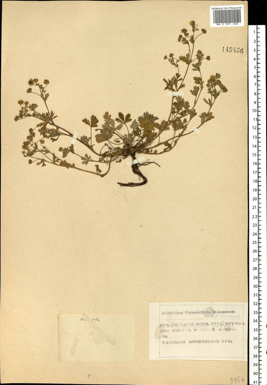 Potentilla collina Wibel, Eastern Europe, Moscow region (E4a) (Russia)