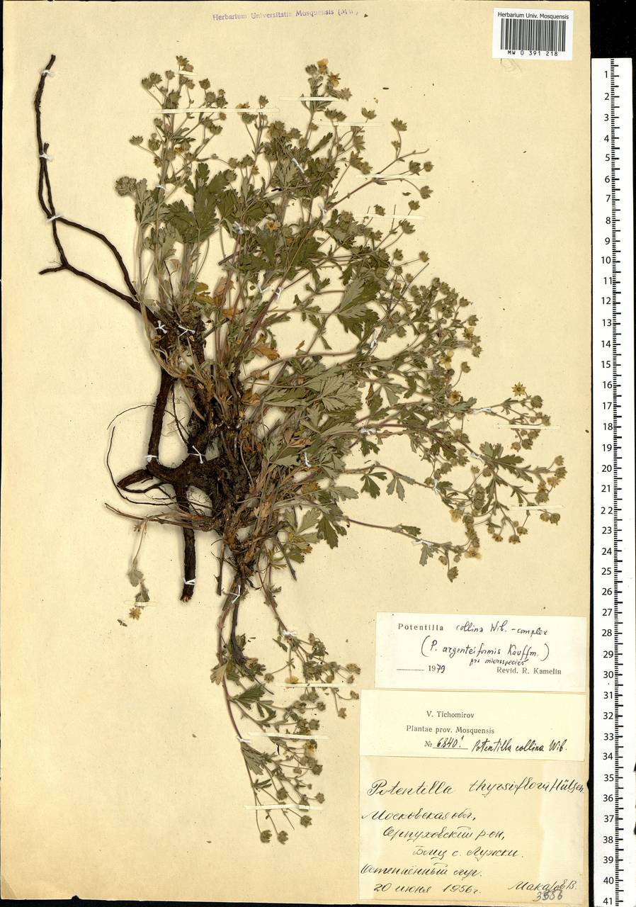 Potentilla collina Wibel, Eastern Europe, Moscow region (E4a) (Russia)