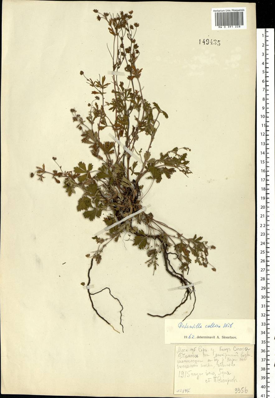 Potentilla collina Wibel, Eastern Europe, Moscow region (E4a) (Russia)
