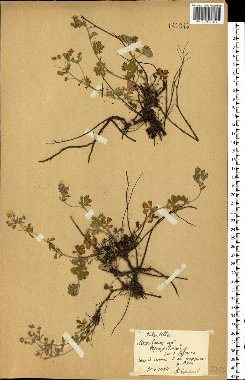Potentilla collina Wibel, Eastern Europe, Moscow region (E4a) (Russia)