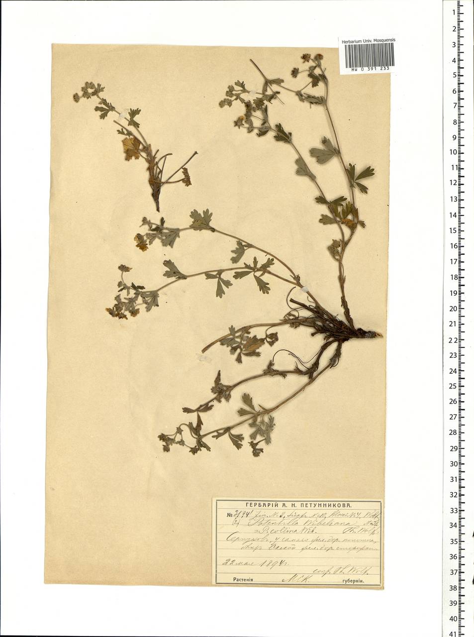 Potentilla collina Wibel, Eastern Europe, Moscow region (E4a) (Russia)