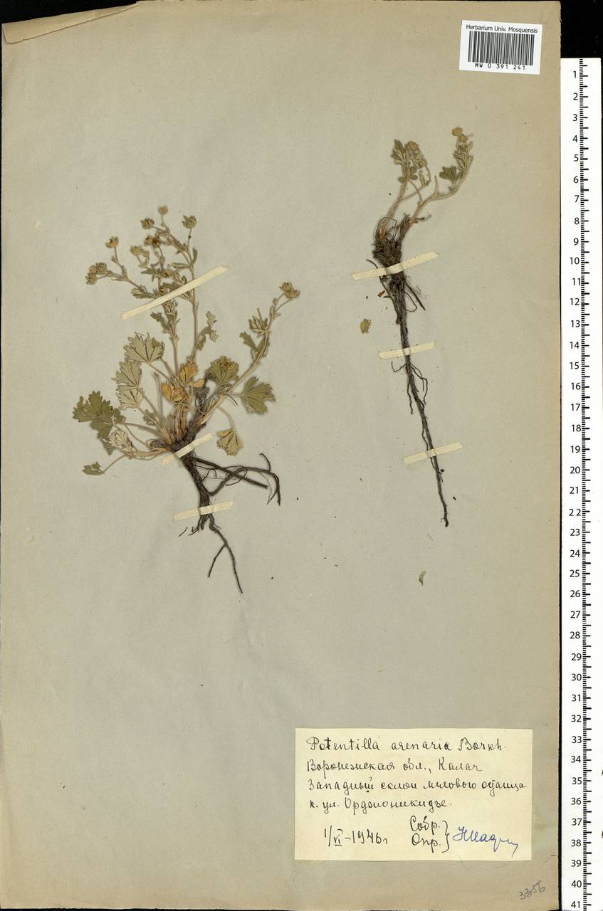 Potentilla collina Wibel, Eastern Europe, Central forest-and-steppe region (E6) (Russia)