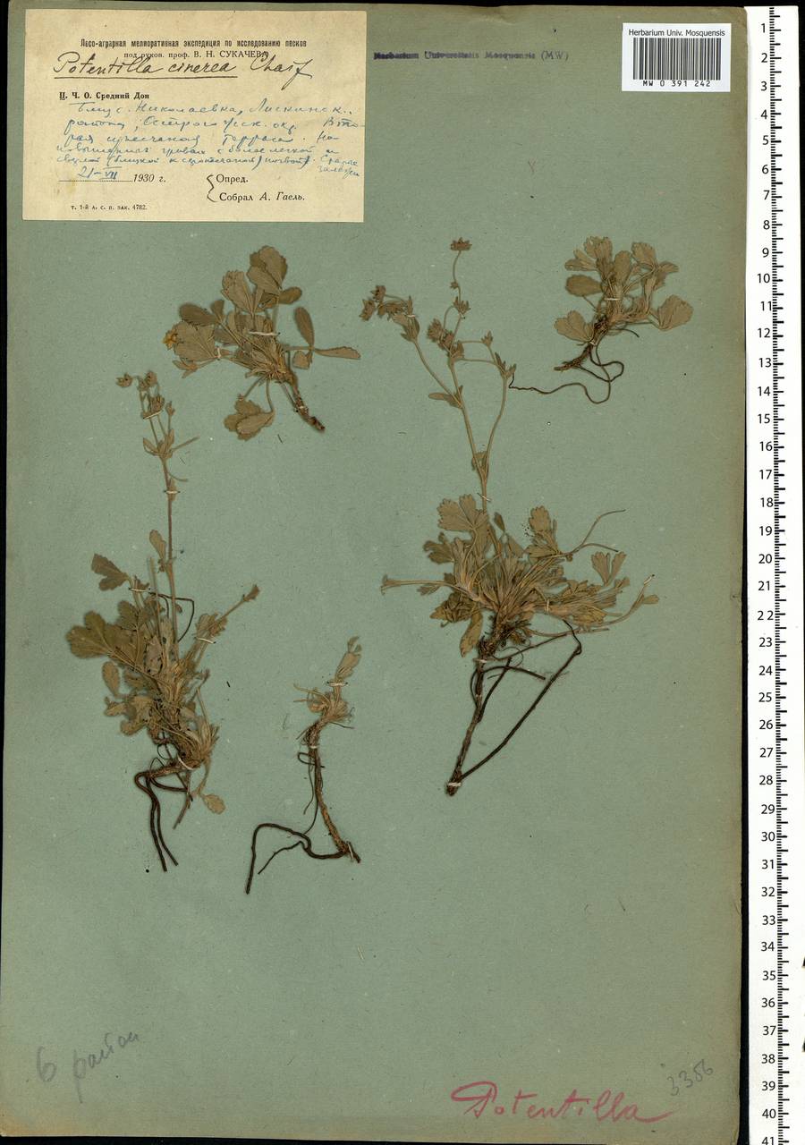 Potentilla collina Wibel, Eastern Europe, Central forest-and-steppe region (E6) (Russia)