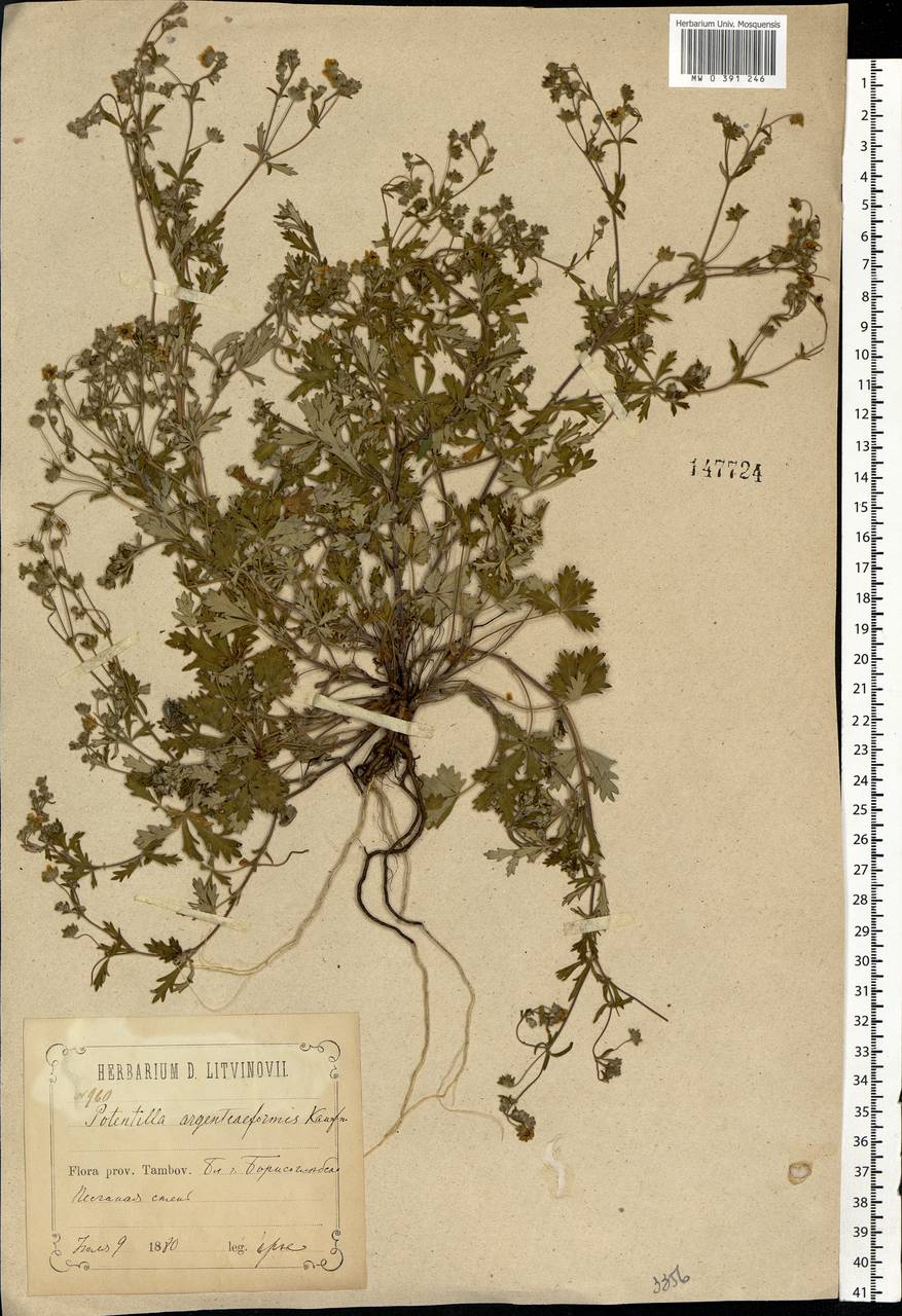 Potentilla collina Wibel, Eastern Europe, Central forest-and-steppe region (E6) (Russia)