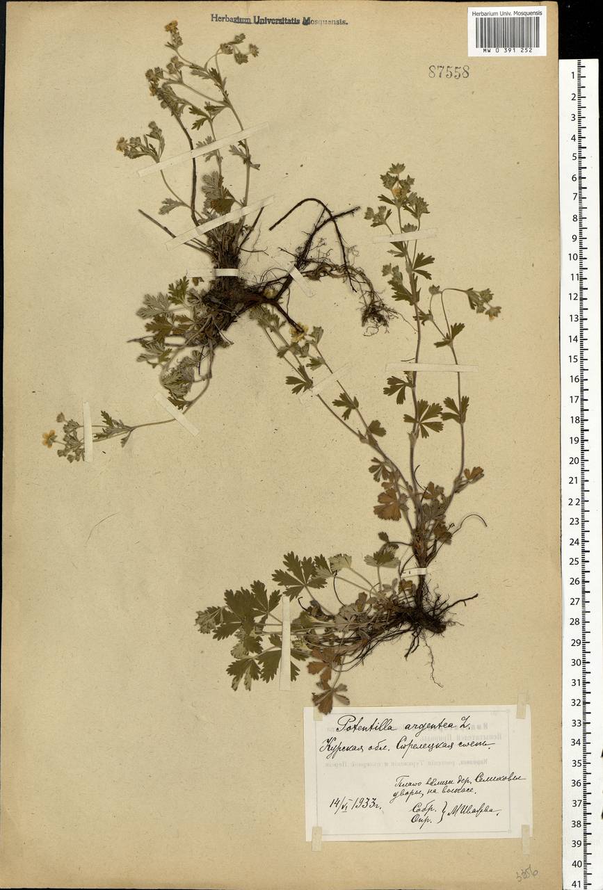 Potentilla collina Wibel, Eastern Europe, Central forest-and-steppe region (E6) (Russia)