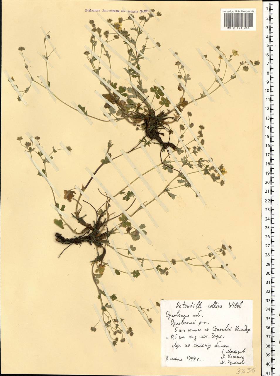Potentilla collina Wibel, Eastern Europe, Central forest-and-steppe region (E6) (Russia)
