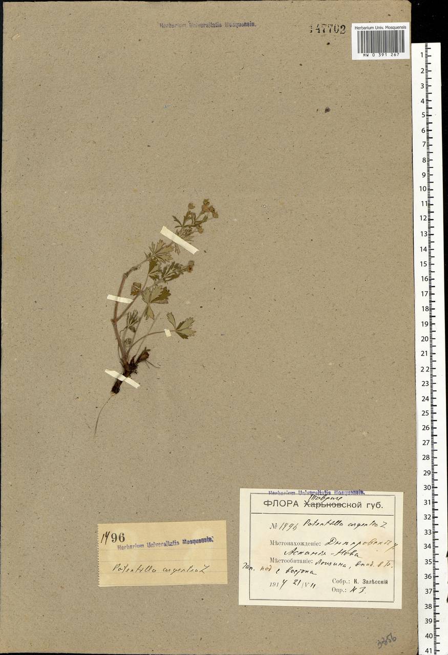 Potentilla collina Wibel, Eastern Europe, South Ukrainian region (E12) (Ukraine)