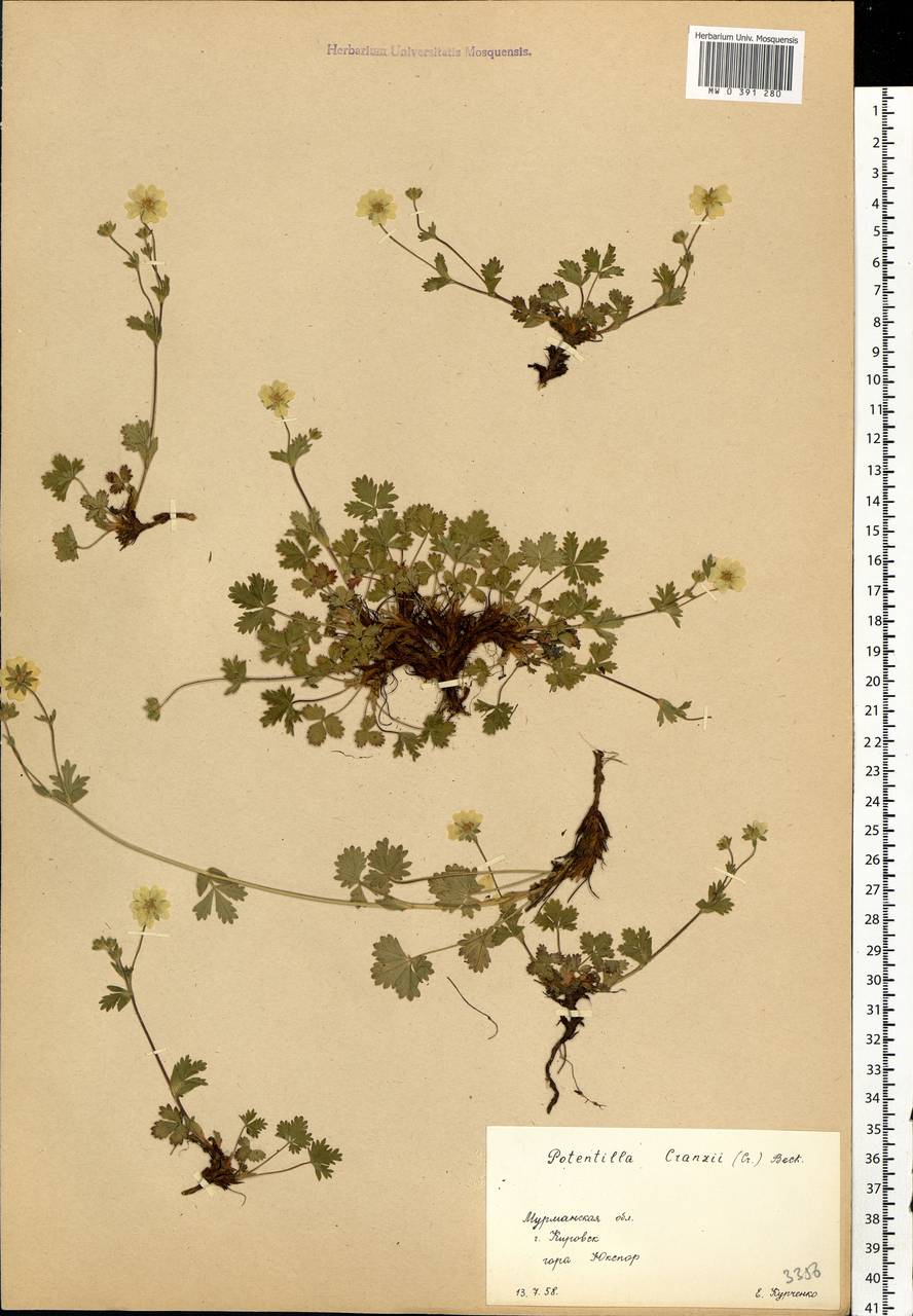 Potentilla crantzii (Crantz) Beck, Eastern Europe, Northern region (E1) (Russia)