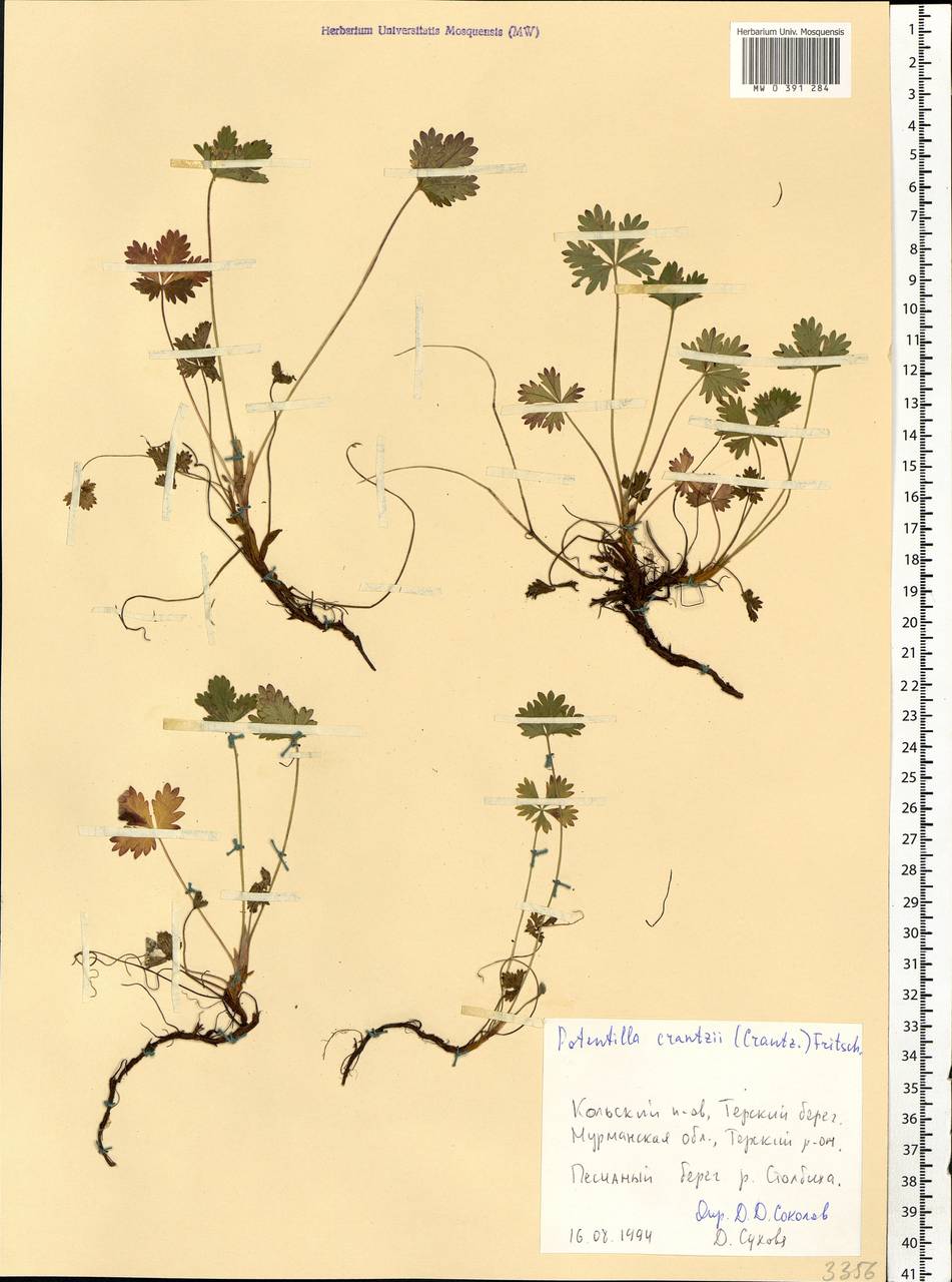Potentilla crantzii (Crantz) Beck, Eastern Europe, Northern region (E1) (Russia)
