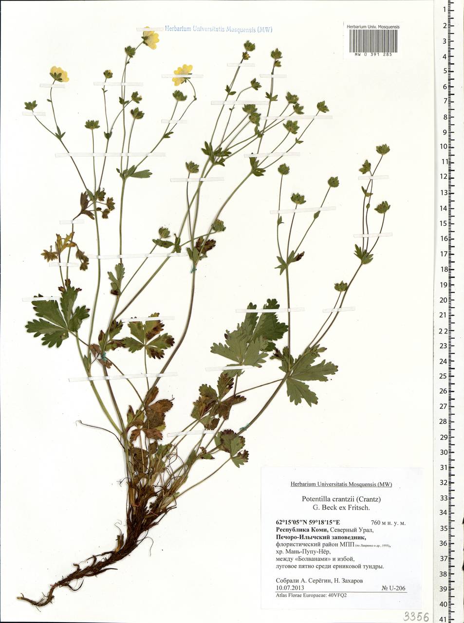 Potentilla crantzii (Crantz) Beck, Eastern Europe, Northern region (E1) (Russia)