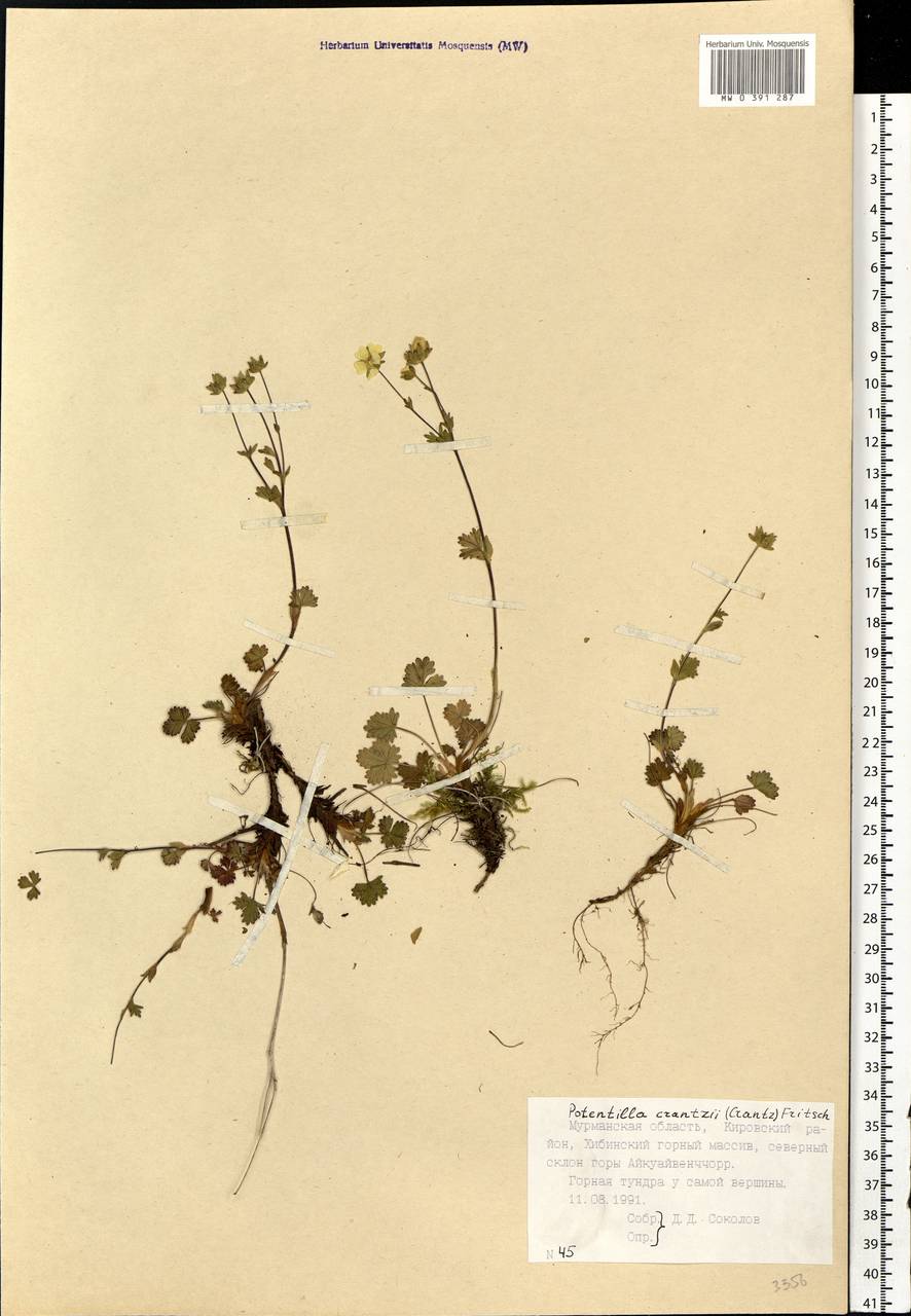Potentilla crantzii (Crantz) Beck, Eastern Europe, Northern region (E1) (Russia)