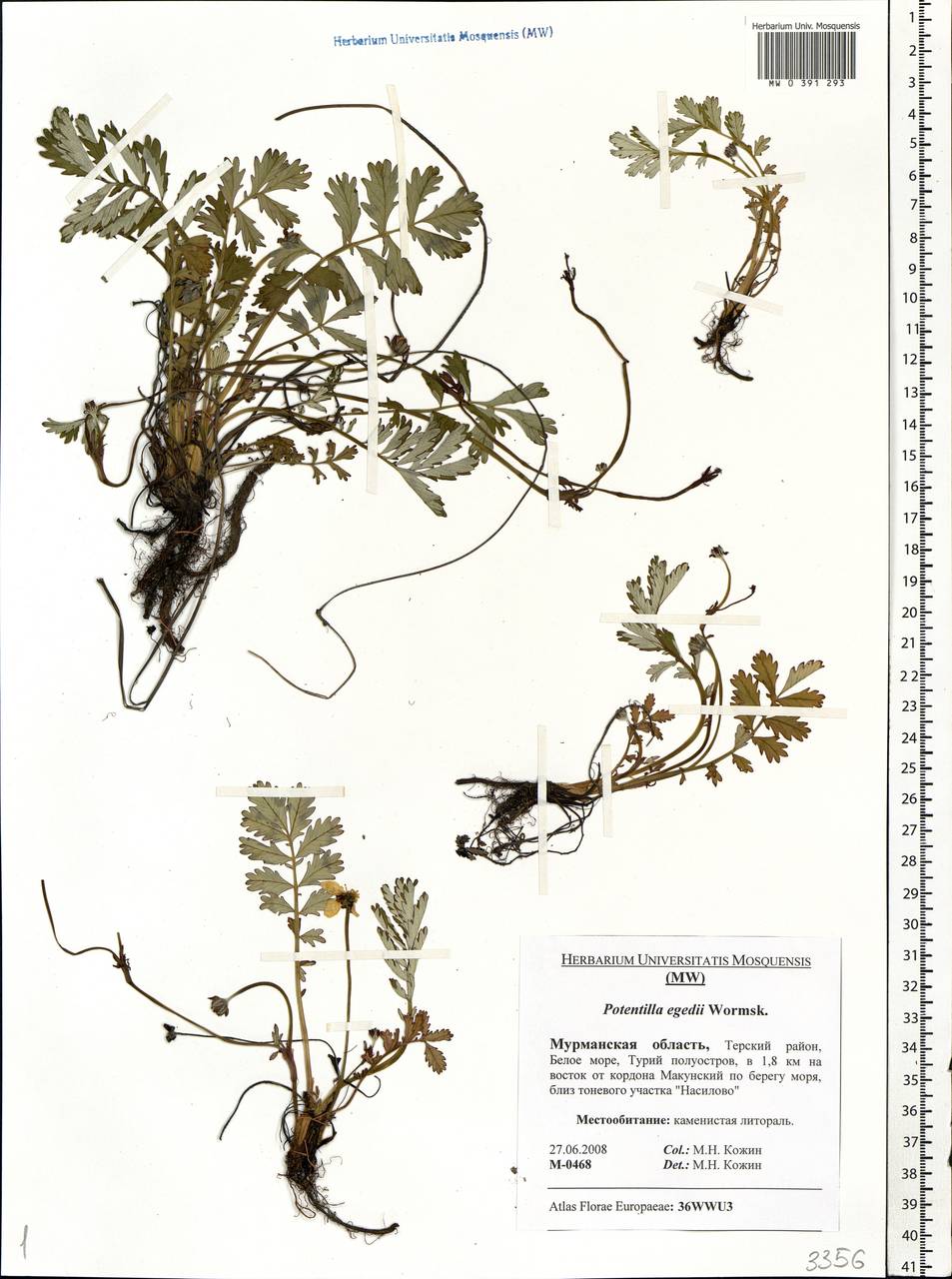 Argentina anserina subsp. egedei (Wormsk.) Á. Löve & Ritchie, Eastern Europe, Northern region (E1) (Russia)