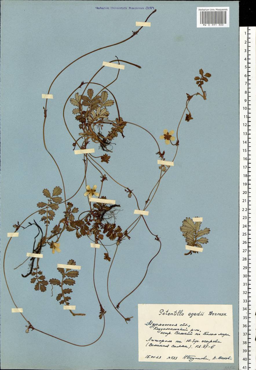 Argentina anserina subsp. egedii (Wormsk.) Á. Löve & Ritchie, Eastern Europe, Northern region (E1) (Russia)