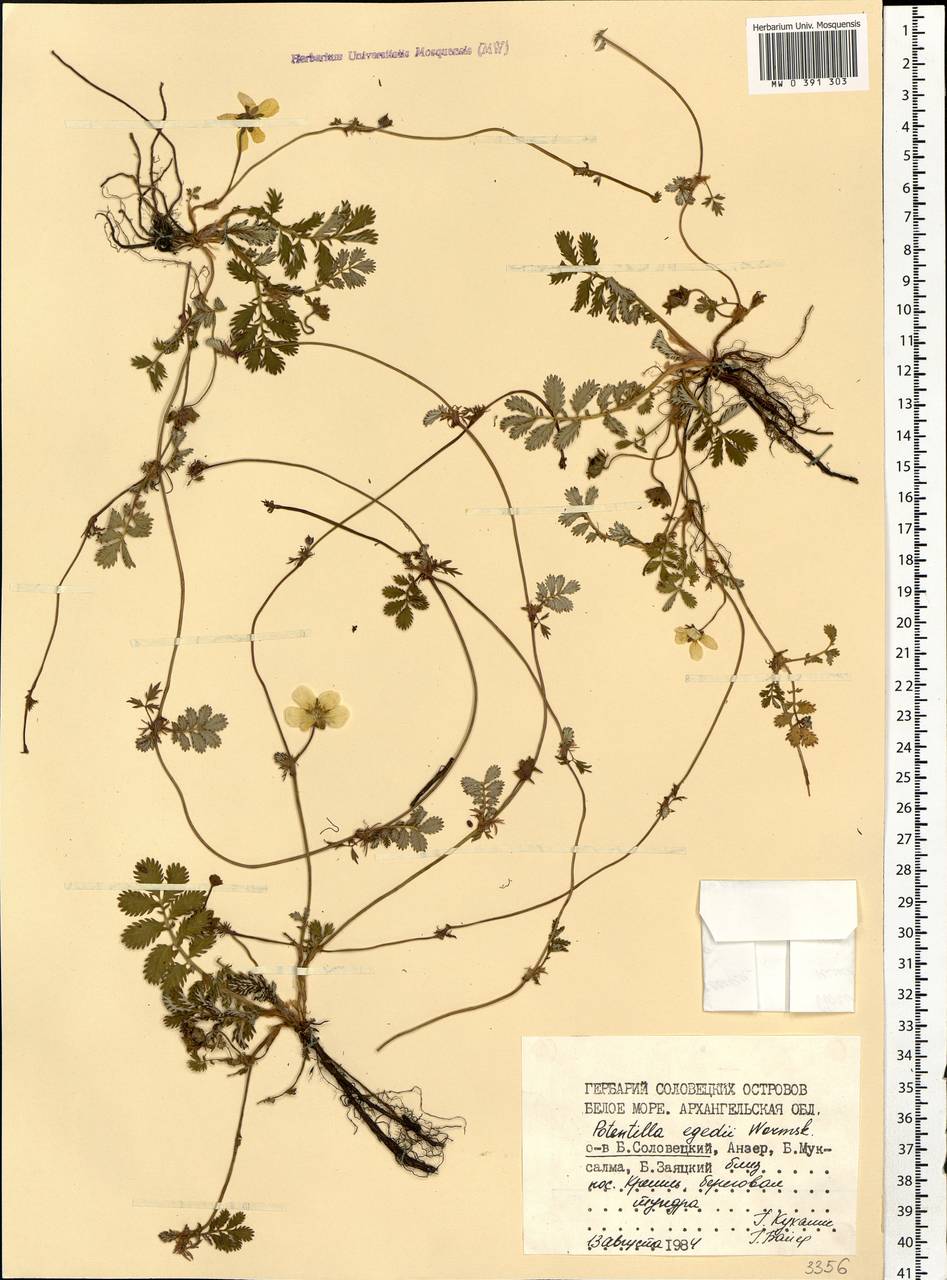Argentina anserina subsp. egedii (Wormsk.) Á. Löve & Ritchie, Eastern Europe, Northern region (E1) (Russia)