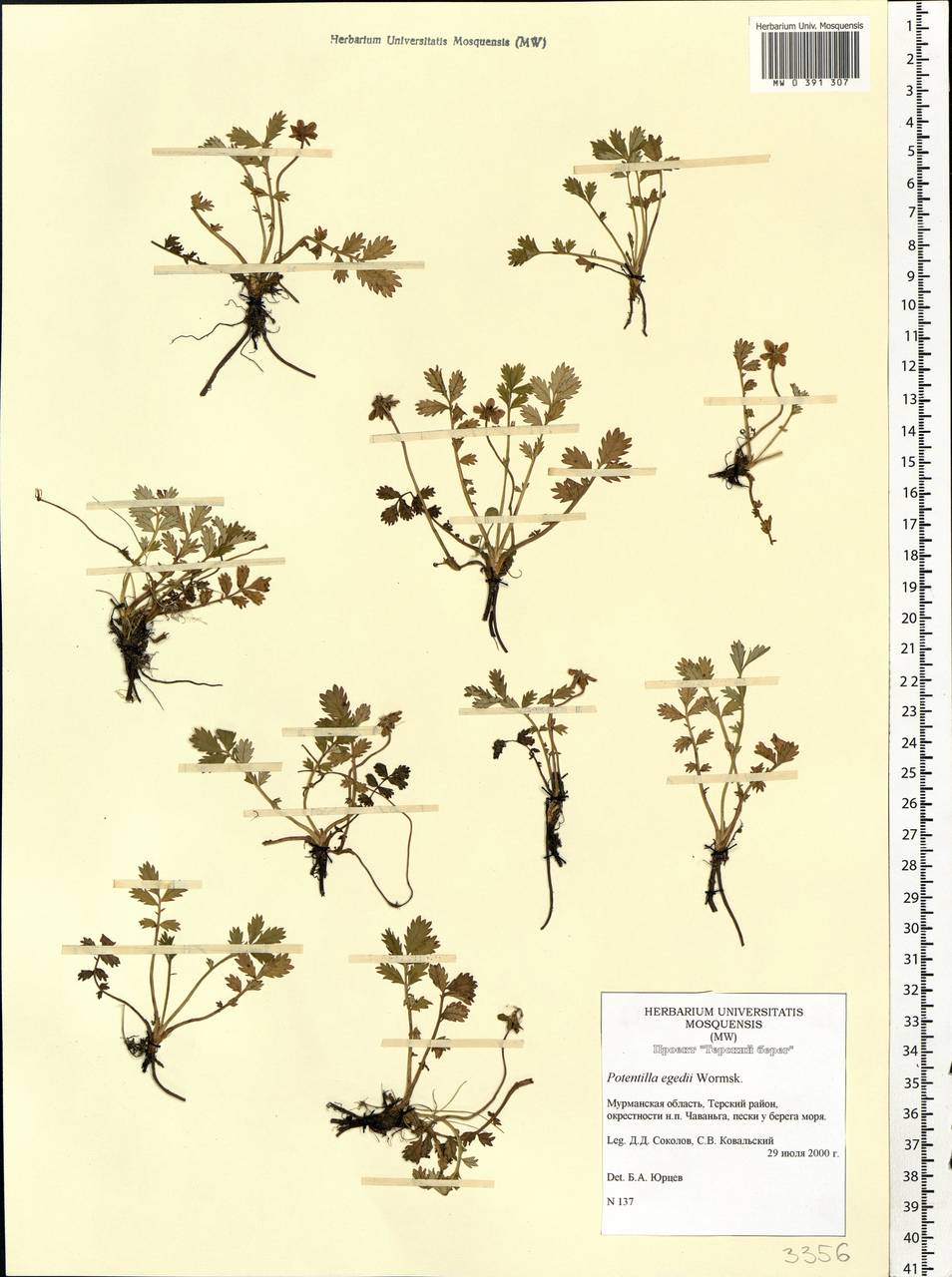 Argentina anserina subsp. egedii (Wormsk.) Á. Löve & Ritchie, Eastern Europe, Northern region (E1) (Russia)