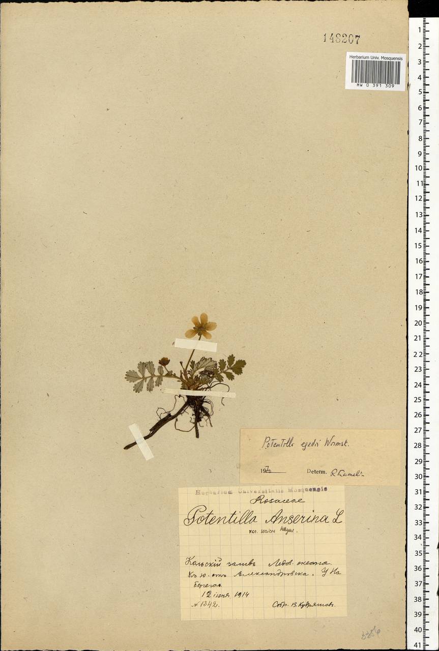 Argentina anserina subsp. egedii (Wormsk.) Á. Löve & Ritchie, Eastern Europe, Northern region (E1) (Russia)