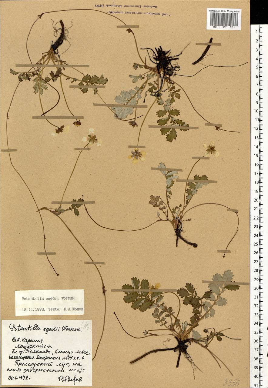 Argentina anserina subsp. egedii (Wormsk.) Á. Löve & Ritchie, Eastern Europe, Northern region (E1) (Russia)