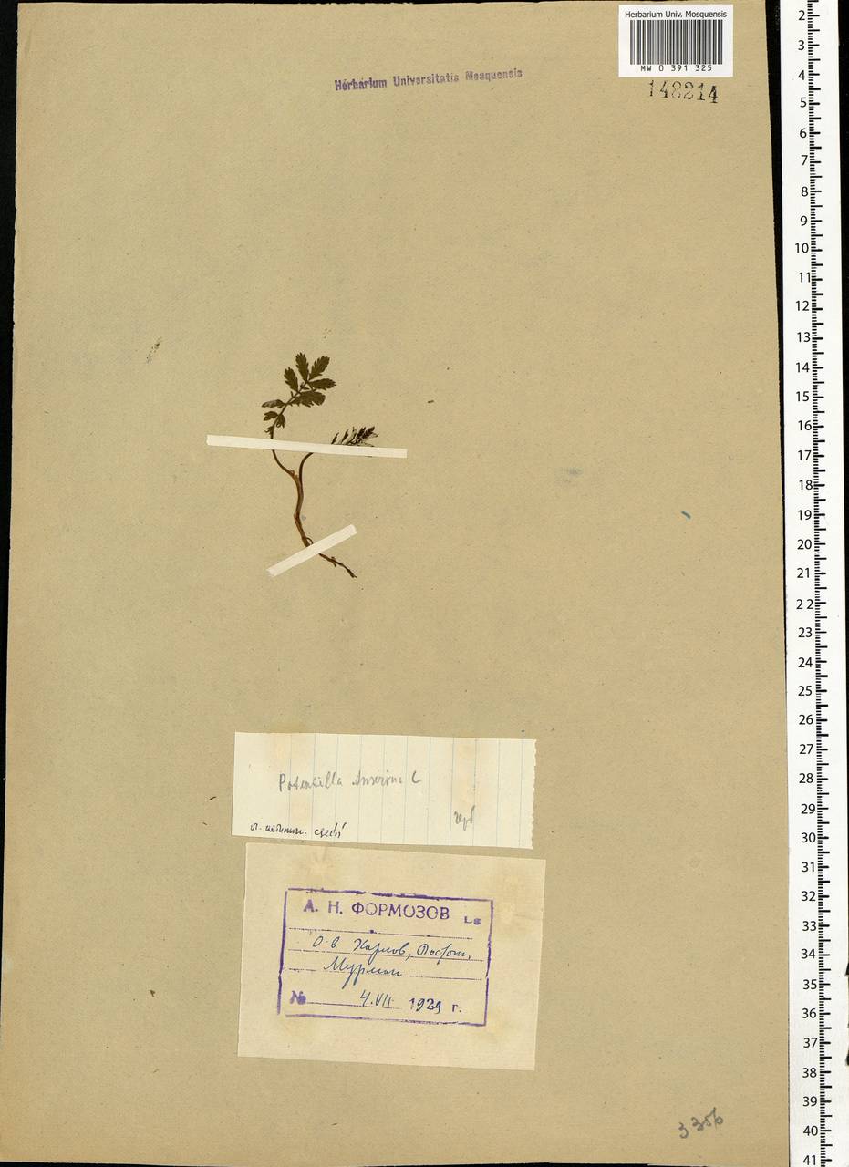 Argentina anserina subsp. egedii (Wormsk.) Á. Löve & Ritchie, Eastern Europe, Northern region (E1) (Russia)