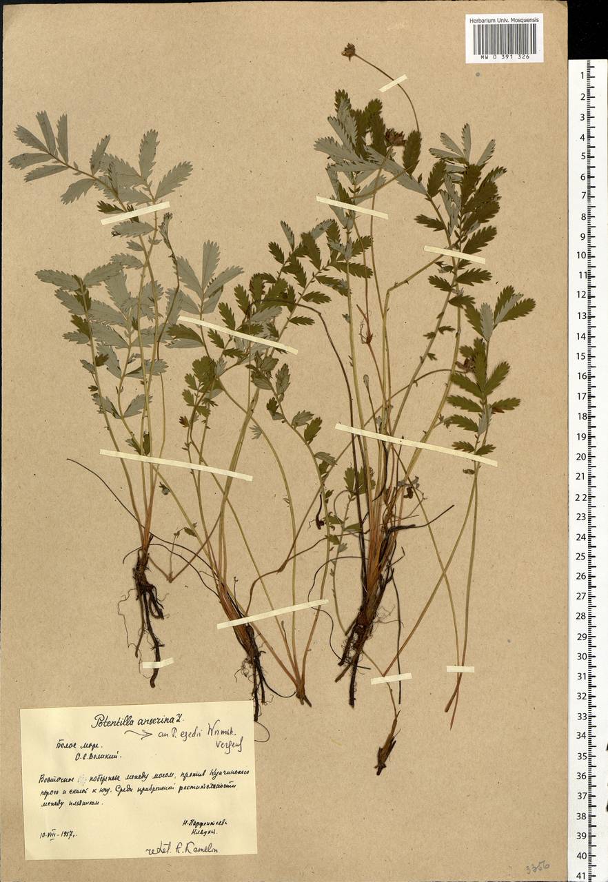 Argentina anserina subsp. egedii (Wormsk.) Á. Löve & Ritchie, Eastern Europe, Northern region (E1) (Russia)