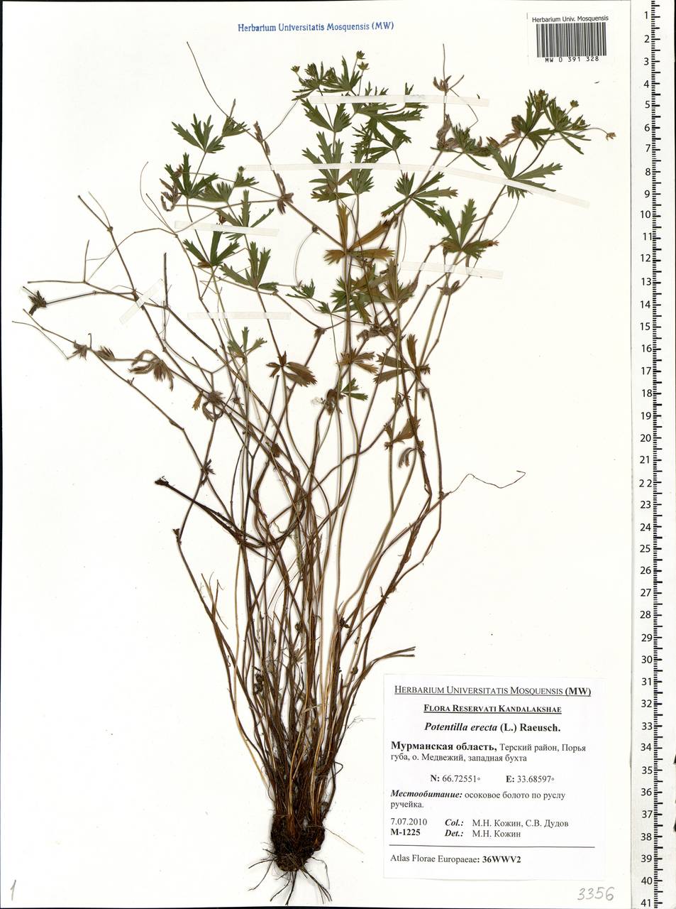 Potentilla erecta (L.) Raeusch., Eastern Europe, Northern region (E1) (Russia)