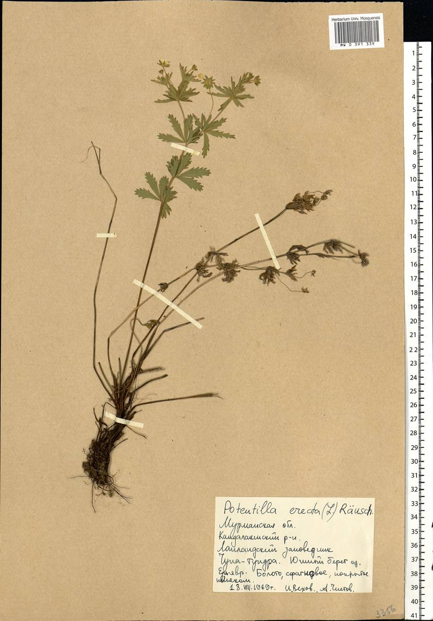 Potentilla erecta (L.) Raeusch., Eastern Europe, Northern region (E1) (Russia)